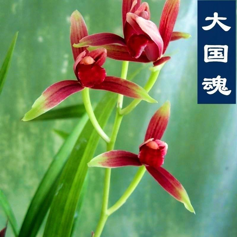 正宗建兰大国魂兰花苗带花苞好养浓香型室内兰花盆栽绿植花卉