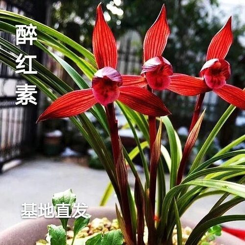春兰醉红素兰花天府红素墨玉浓香型室内外花卉绿植盆栽 自然种植