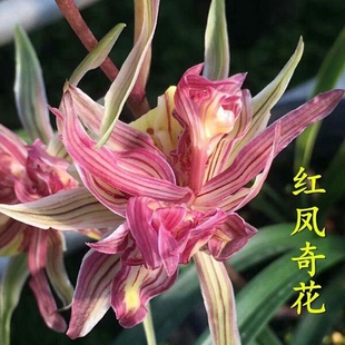 网红爆款寒兰红凤奇花原生老种浓香型带花苞室内兰花盆栽绿植花卉