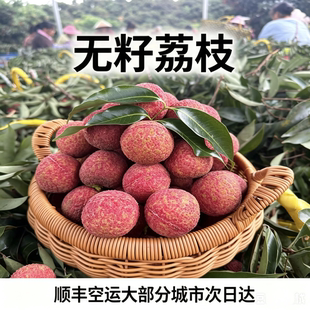 广西灵山无籽荔枝无核新鲜荔枝现摘现发顺丰空运现摘现发产地直销