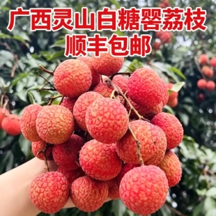 广西灵山白糖罂荔枝新鲜应季水果现摘现发5斤整箱顺丰包邮