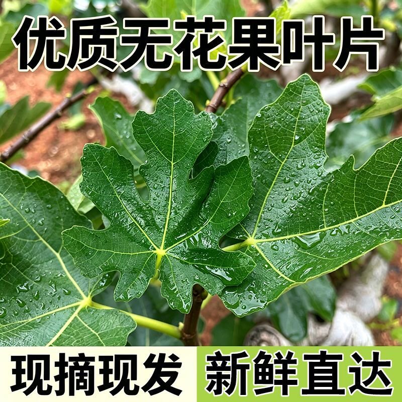 新鲜无花果叶子药用zhi疮熏洗现摘现发树叶保鲜产后坐浴煮水泡水