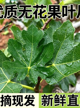 新鲜无花果叶子药用zhi疮熏洗现摘现发树叶保鲜产后坐浴煮水泡水