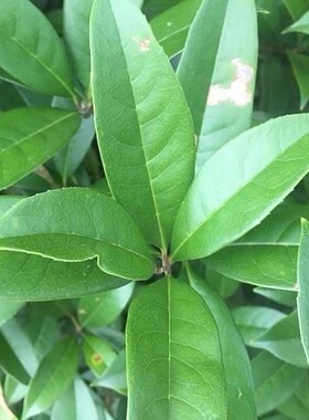 正宗新鲜桂花叶子原生态带枝发货现摘现发四季桂花树真树叶手工