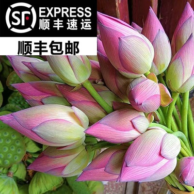 新鲜荷花莲蓬真鲜花夏季水生花卉花苞切花插花观赏供佛莲花顺丰