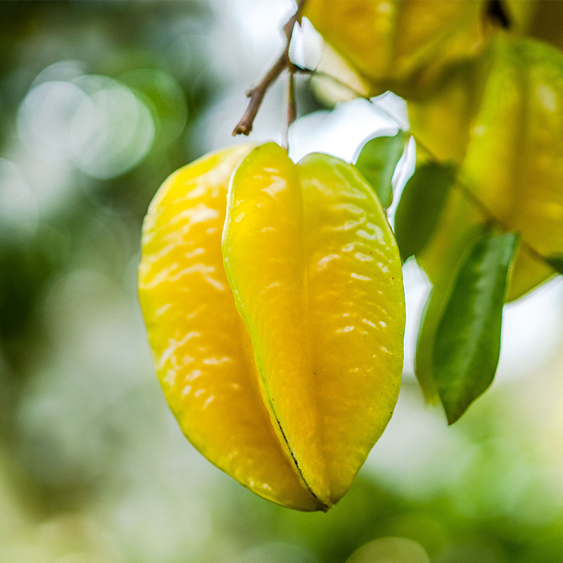 新鲜水果杨桃产地现摘应季