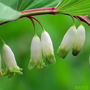 现挖新鲜玉竹根苗铃铛花绿植盆栽中草药花卉美观趣味铃铛菜