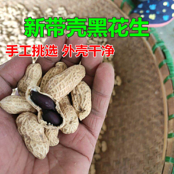 26年新黑花生带壳生花生黑皮花生米新货可吃可做芽苗菜种子发芽