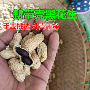 26年新黑花生带壳生花生黑皮花生米新货可吃可做芽苗菜种子发芽