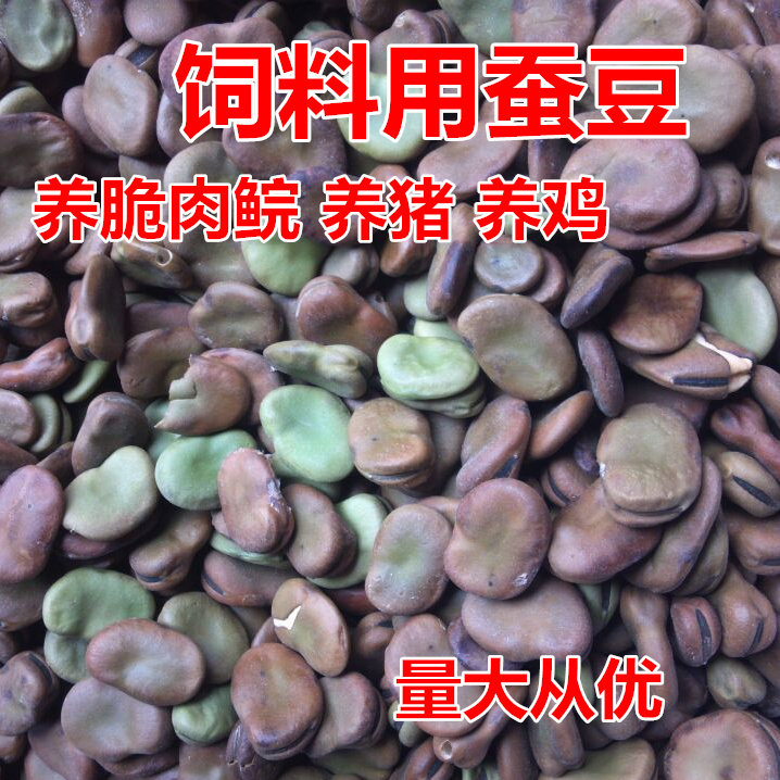 饲料蚕豆脆肉皖统货喂鱼蚕豆