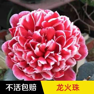 龙火珠茶花 基地产地直销 花色对比鲜明 茶花新秀盆栽茶花