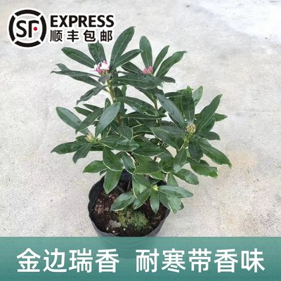 盆栽绿植绿植花期长金边瑞香