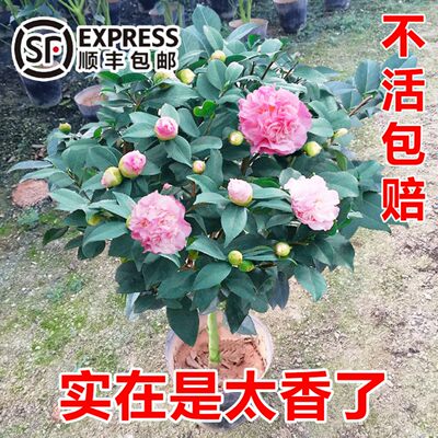 香妃茶花盆栽树苗四季阳台四季