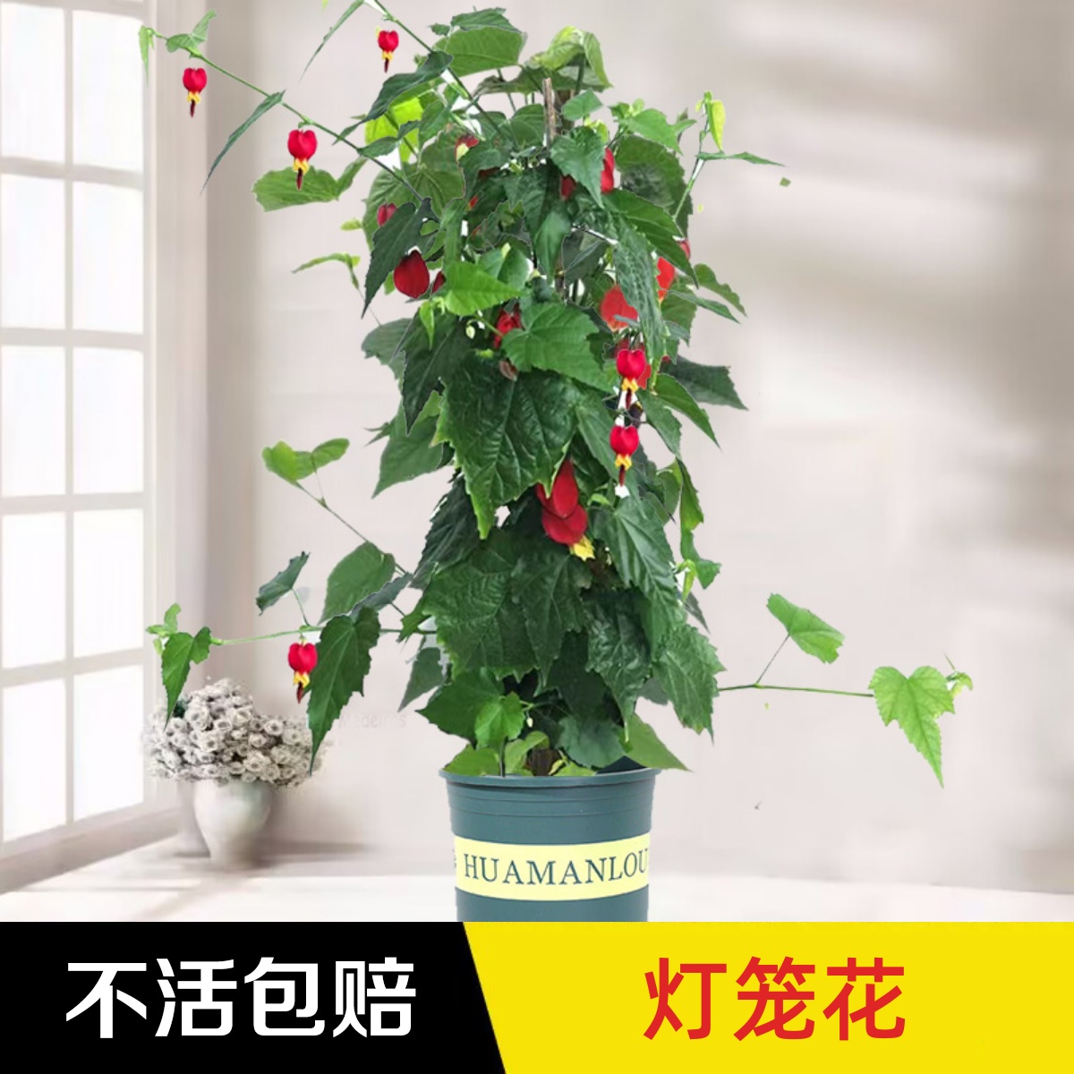 永福花乡园艺灯笼花藤本爬藤植物盆栽蔓性风铃花庭院观花绿植好养