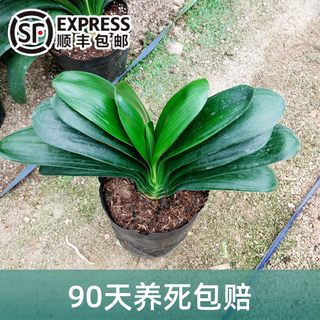 永福花乡园艺 圆头和尚君子兰 带花苞  和尚头 盆栽 小苗客厅精品