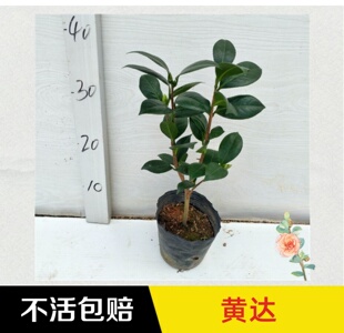 永福花乡园艺 黄达茶花 原生黄达 山茶花树苗 盆栽 名贵茶花