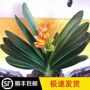 永福花乡园艺 君子兰带花苞 客厅开花带花苞的君子兰君子兰盆栽