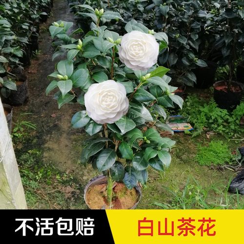 白色山茶花盆栽茶花树苗