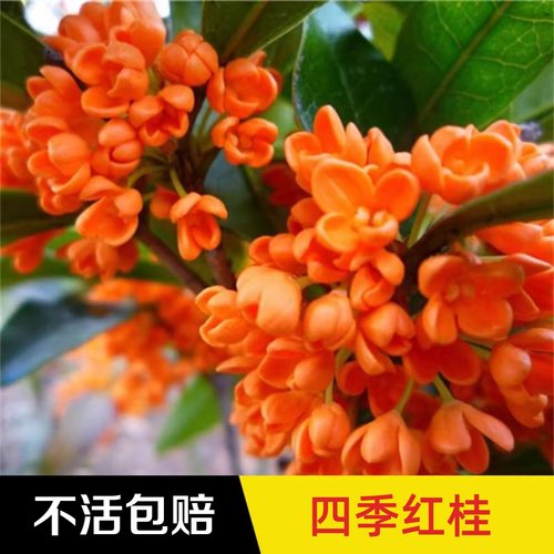 桂花四季桂室内阳台盆栽