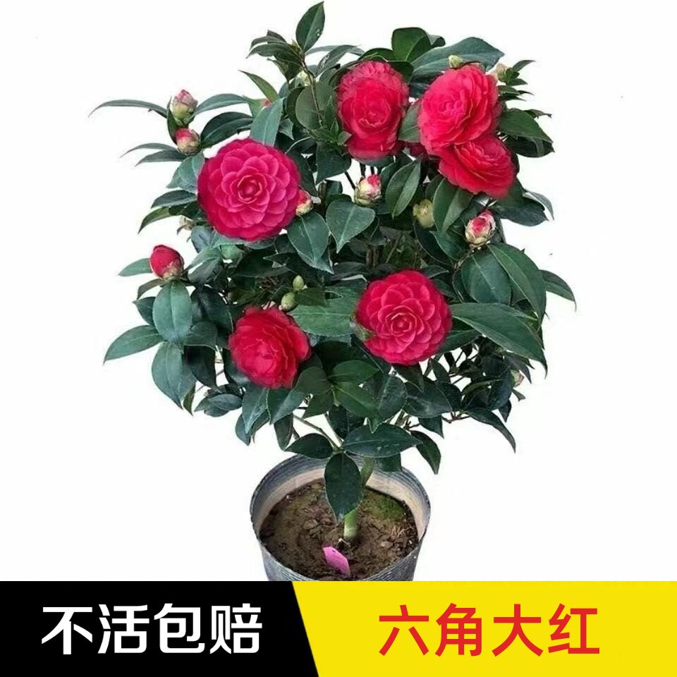 盆栽红色树苗四季茶花盆栽