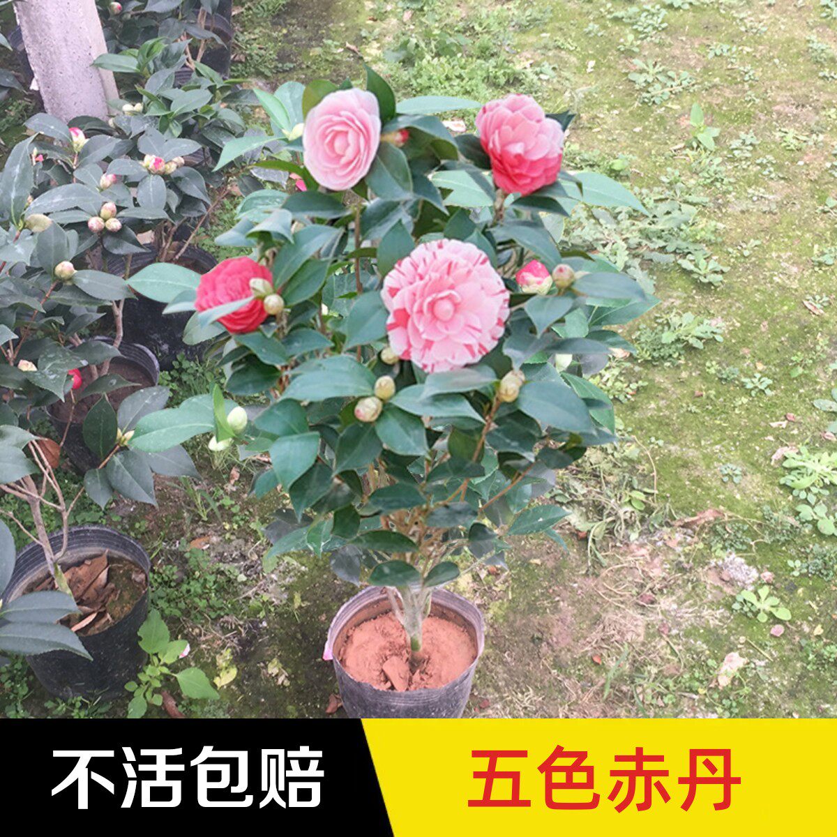 龙岩茶花盆栽五色赤丹四季