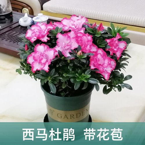 杜鹃花绿植杜鹃花四季开花西玛