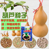 特大葫芦手捻小亚腰中号酒葫芦种子藤蔓阳台盆栽花卉庭院田地种植