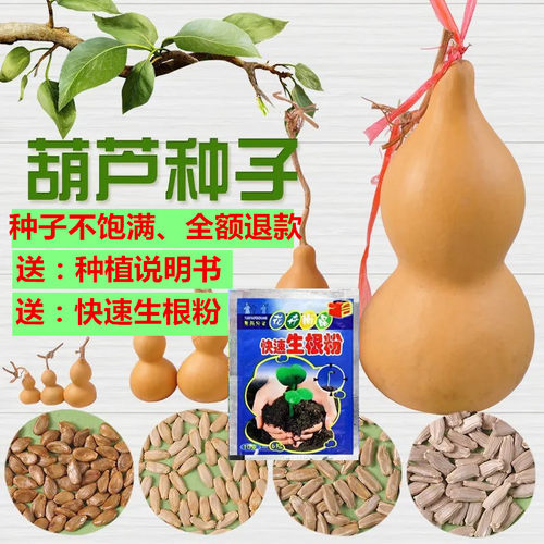 特大葫芦种籽手捻小亚腰藤蔓田地