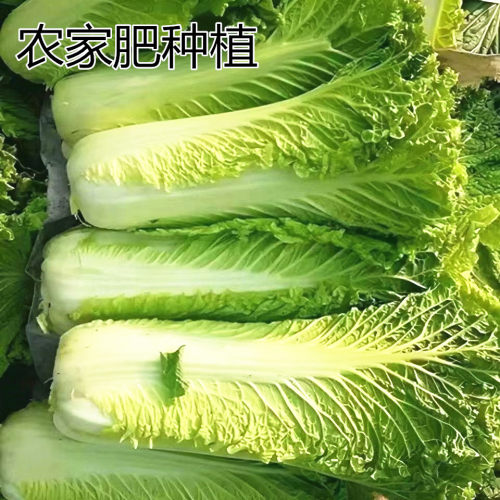 新鲜青麻叶大白菜农家肥种植露天蔬菜天津绿可冬储黄芽菜好吃生鲜