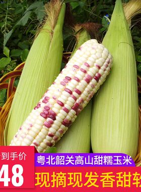韶关花糯玉米软糯香甜现摘现发