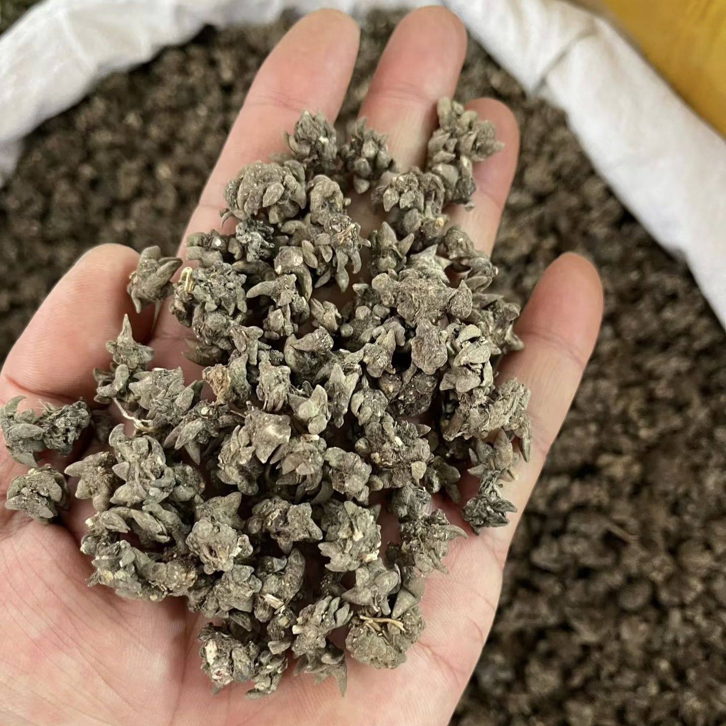 韶关深山野生猫爪草猫瓜草水洗猫抓草夏枯草泡茶500g纯天然药用