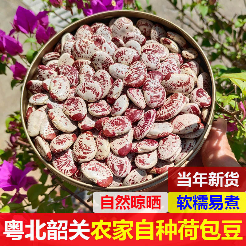 荷包豆大肾豆新货五谷杂粮韶关农家自种大芸豆状元豆花腰豆子粗粮