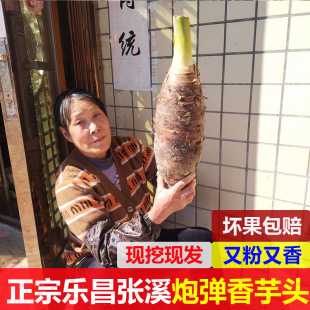 广东韶关乐昌炮弹芋头特大张溪香芋槟榔芋紫藤毛芋香粉糯非荔浦