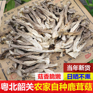 鹿茸菇特级干货500g包邮脆脆菇鹿茸菌新鲜韶关菌子鹿茸姑香菇蘑菇