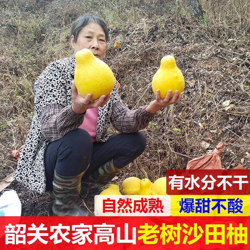 广东韶关沙田柚纯甜冰糖柚白肉新鲜30年老树金柚非长坝梅州柚子