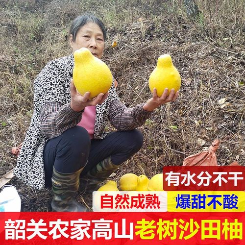 广东沙田柚高山种植纯甜不酸