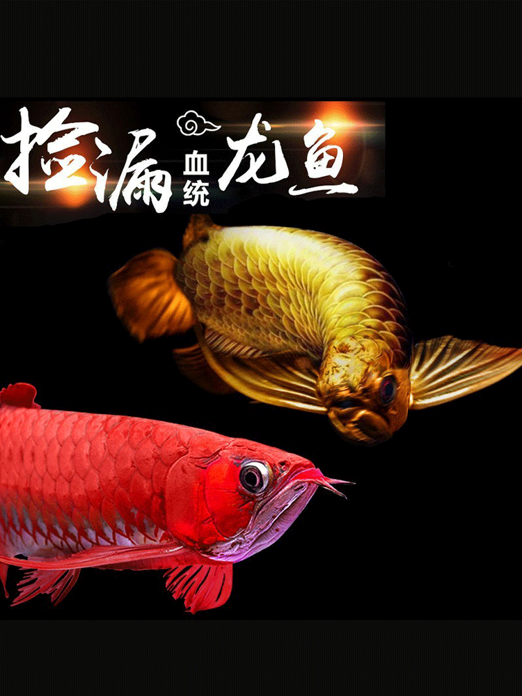 龙鱼幼苗金龙鱼活鱼观赏鱼鱼苗号半辣椒蓝黄龙鱼练手小印尼红龙鱼