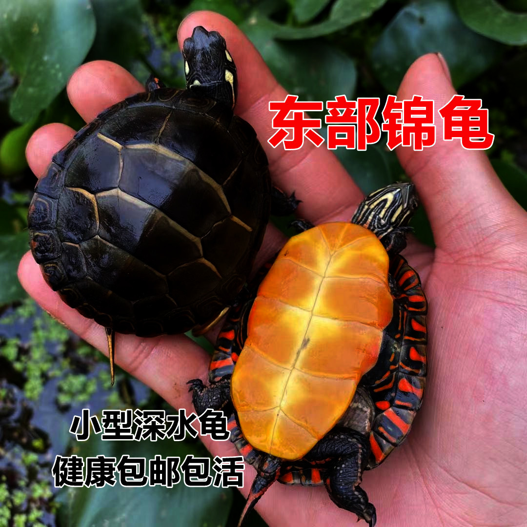 东锦龟苗红腹西锦龟深水龟鱼缸混养小乌龟活物东部锦龟南锦宠物龟