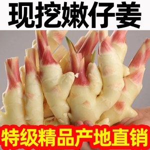 当季红芽嫩仔姜板姜新鲜蔬菜嫩仔姜生姜芽子姜红芽姜非老黄姜现挖