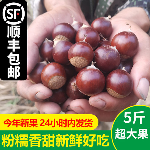 顺丰包邮新鲜锥栗5斤超大果