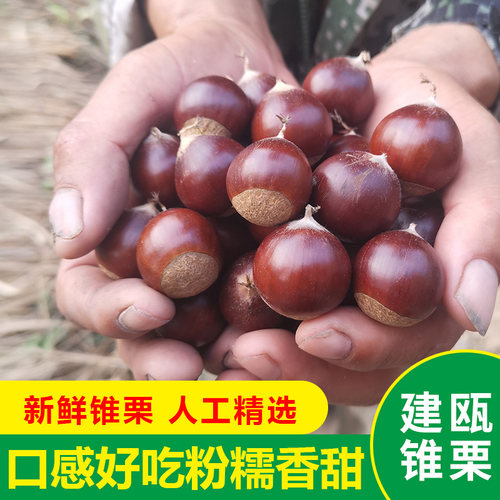 建瓯锥栗新鲜现摘快递包邮