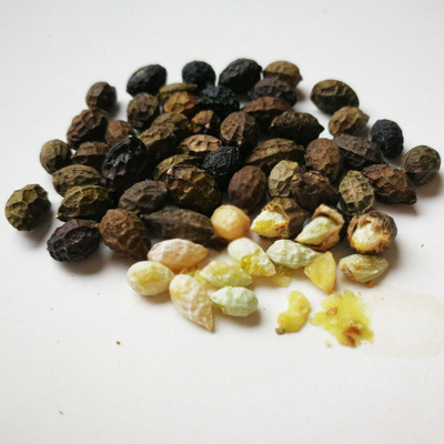 中药材鸦胆子广西老鸦胆子苦参子