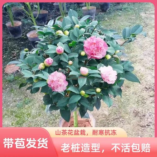 香妃山茶花盆栽当年开花室内庭院