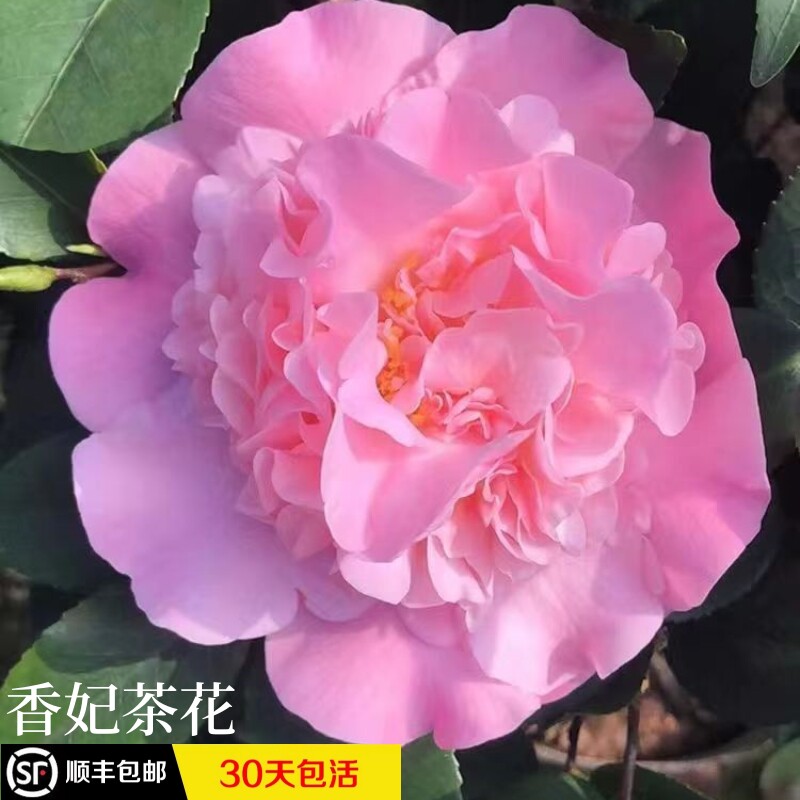 香妃山茶花树苗当年开花茶花盆栽烈香带香味室内庭院花卉好养活