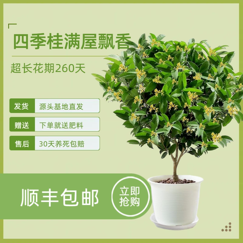 桂花树苗带花苞四季桂花盆栽地栽月月桂金桂浓香型原生庭院绿植