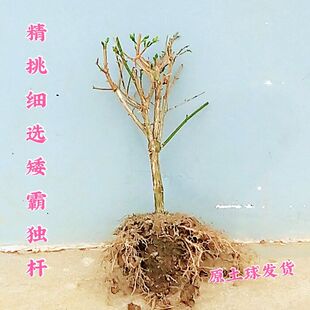 茉莉花苗盆栽带花苞独杆老桩驱蚊花卉植物室内浓香四季开花好养