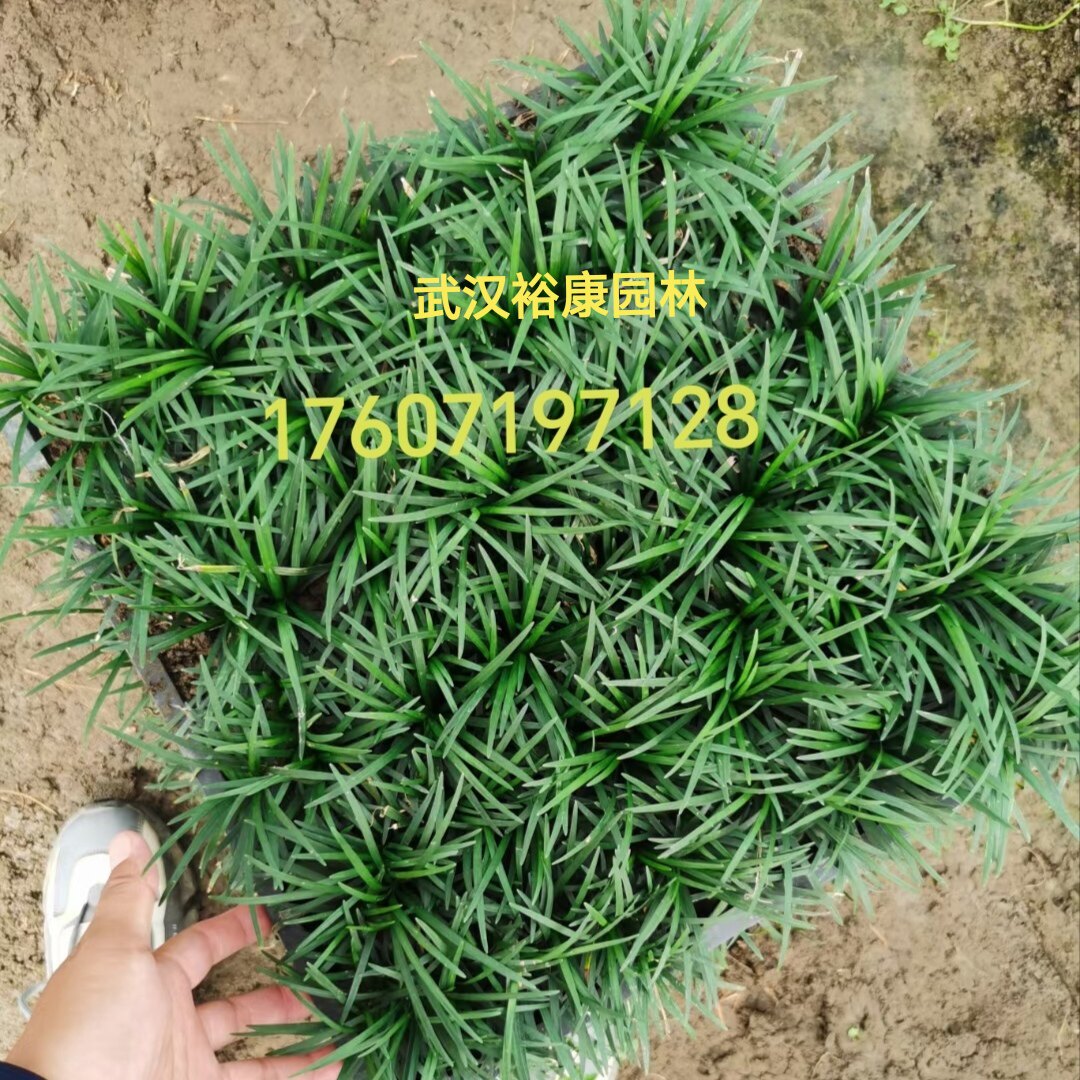 武汉裕康园林 长不高草坪 玉龙草 耐寒四季青草坪  耐阴草皮