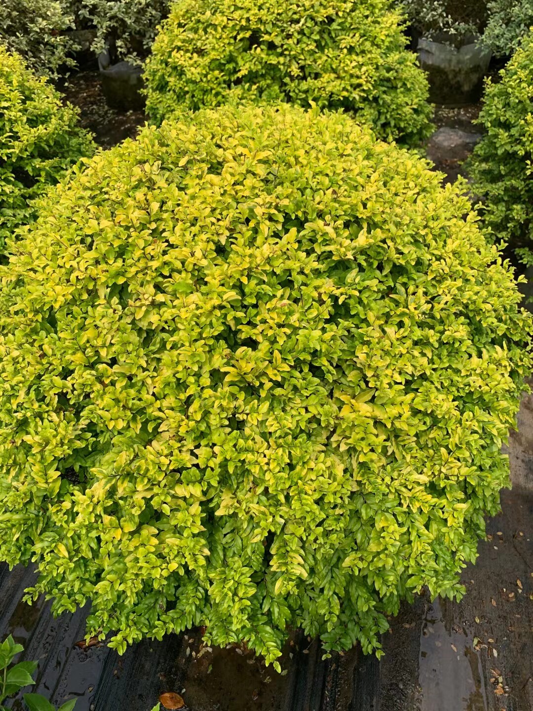 武汉裕康园林 亮金女贞球  女贞球 庭院绿化别墅绿化花镜植物