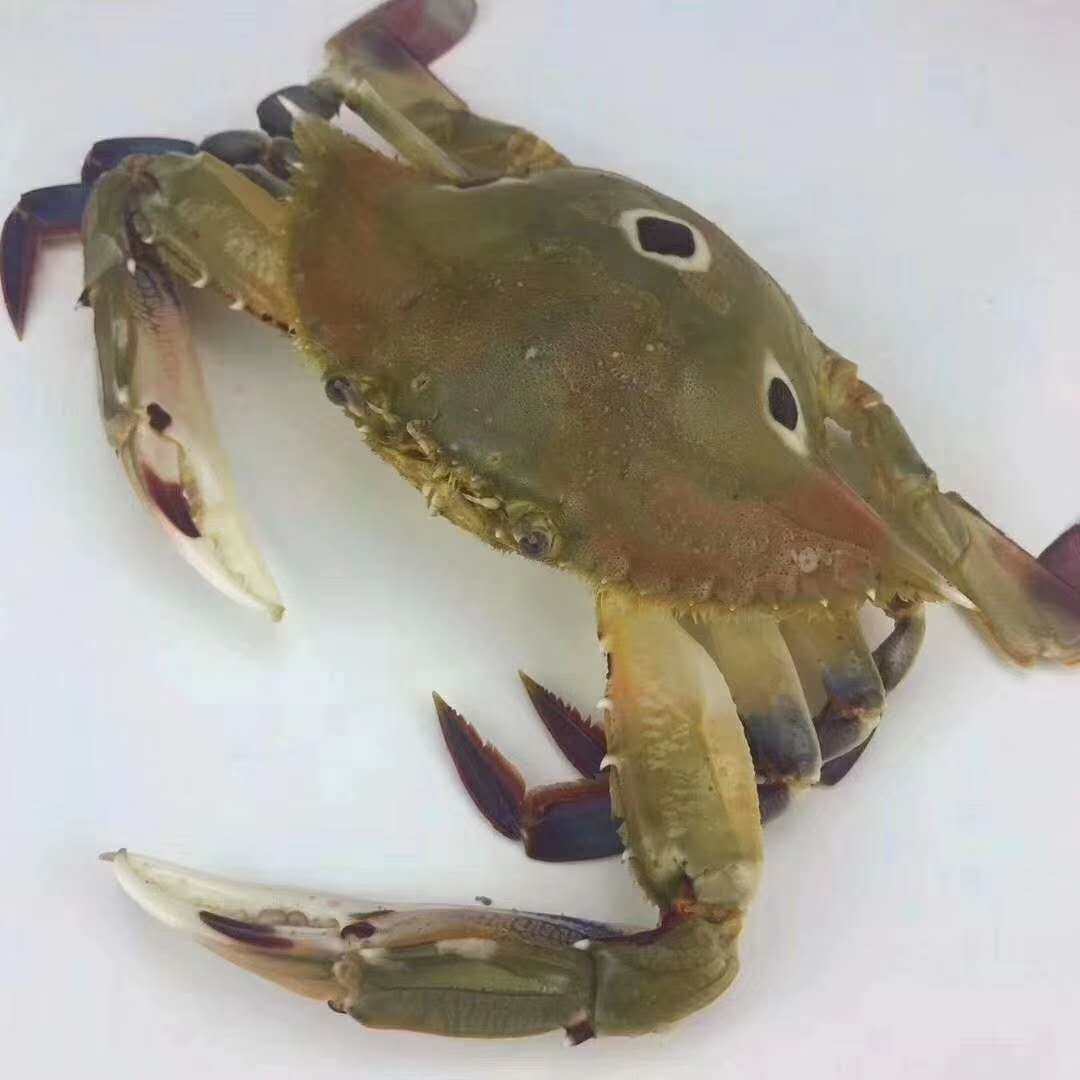 莱客东山岛野生冷冻三眼蟹海鲜螃蟹三点蟹青蟹鲜活冷冻黑蟹500g