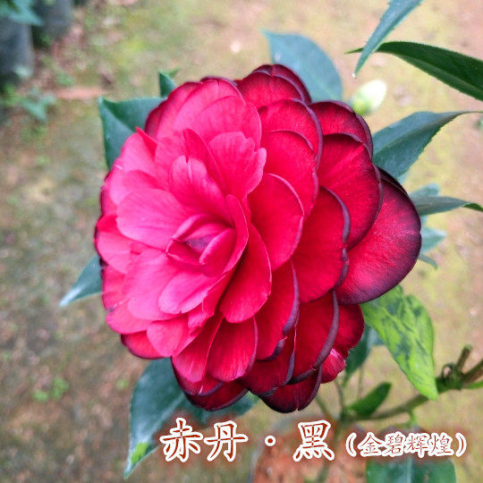 金碧辉煌茶花苗盆栽黑赤丹茶花福建品种茶花红赤丹粉丹系列绿植在类目 鲜花速递/花卉仿真/绿植园艺, 花卉/绿植盆栽（新）, 花卉中 - 来自Buy2taobao.com提供专业的淘宝代购服务
